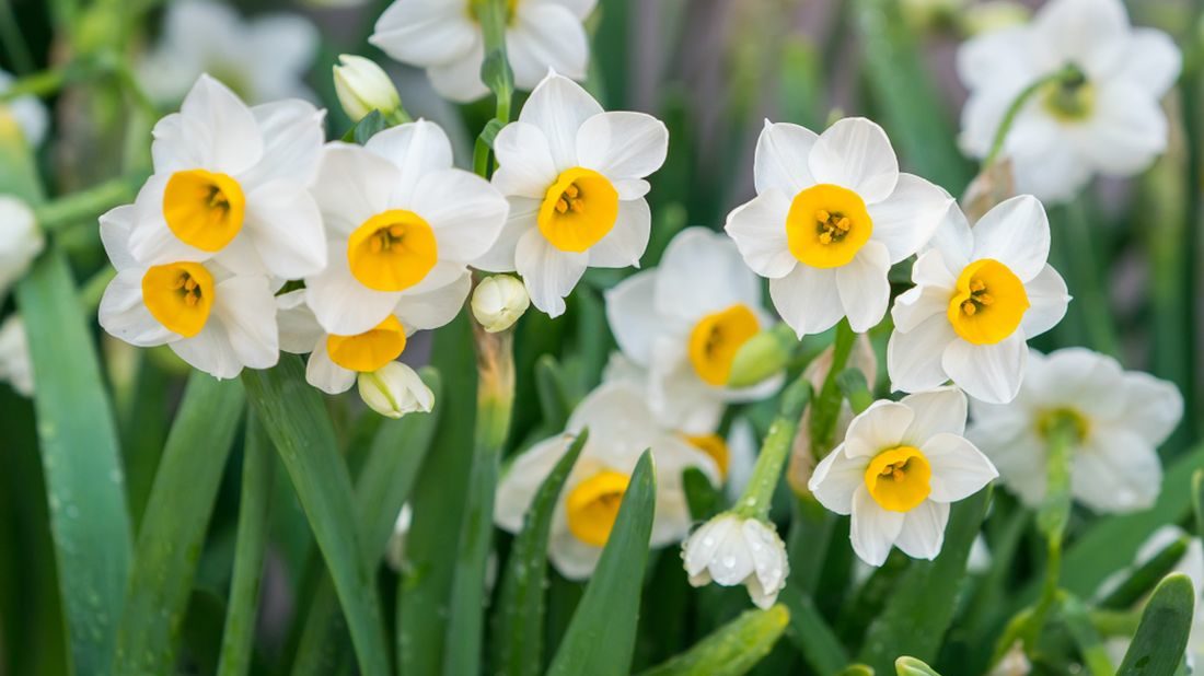 narcisy-1100x618
